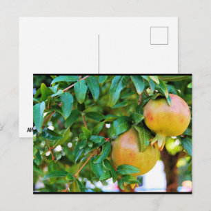 Autumn Pomegranates Postcard