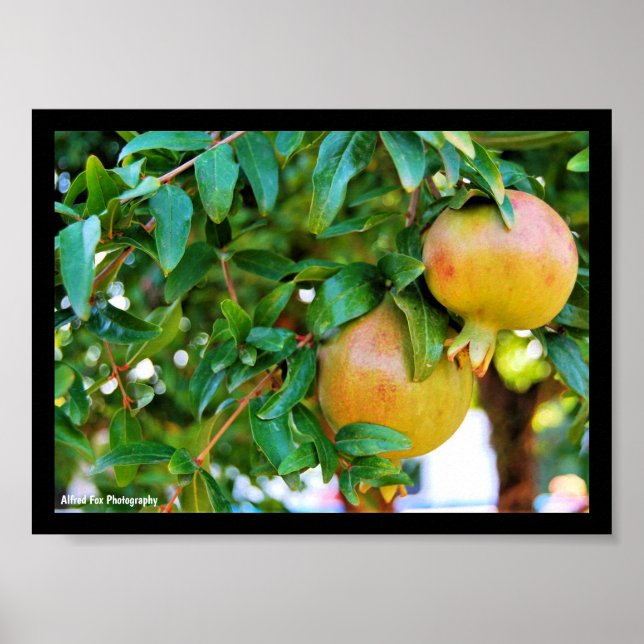 Autumn Pomegranates Poster (Front)