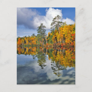 Autumn pond reflections, Maine Postcard
