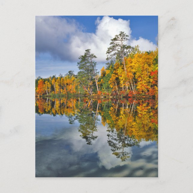 Autumn pond reflections, Maine Postcard (Front)