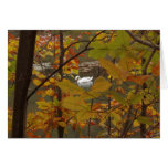 Autumn Pond with Swan Cards