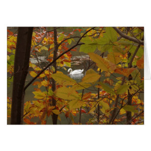Autumn Pond with Swan Cards