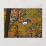 Autumn Pond with Swan Postcard