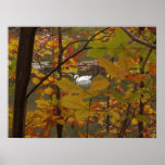 Autumn Pond with Swan Poster