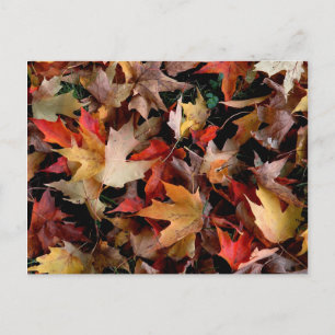 Autumn Postcard