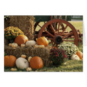 Autumn Pumpkins And Mum Display (Front Horizontal)