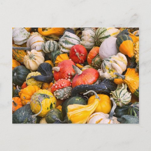 Autumn Pumpkins Gourds and Squashes Postcard