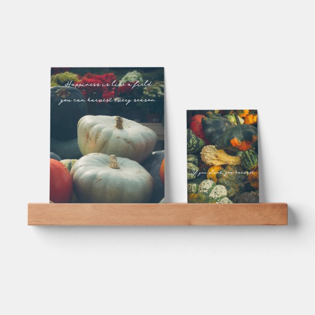  Autumn pumpkins in a rustic garden Picture Ledge (Front)