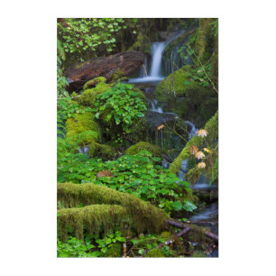 Autumn Rainforest Olympic National Park Acrylic Print
