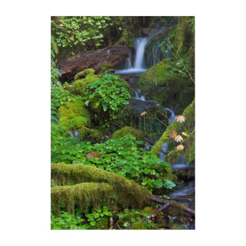 Autumn Rainforest  Olympic National Park Acrylic Print