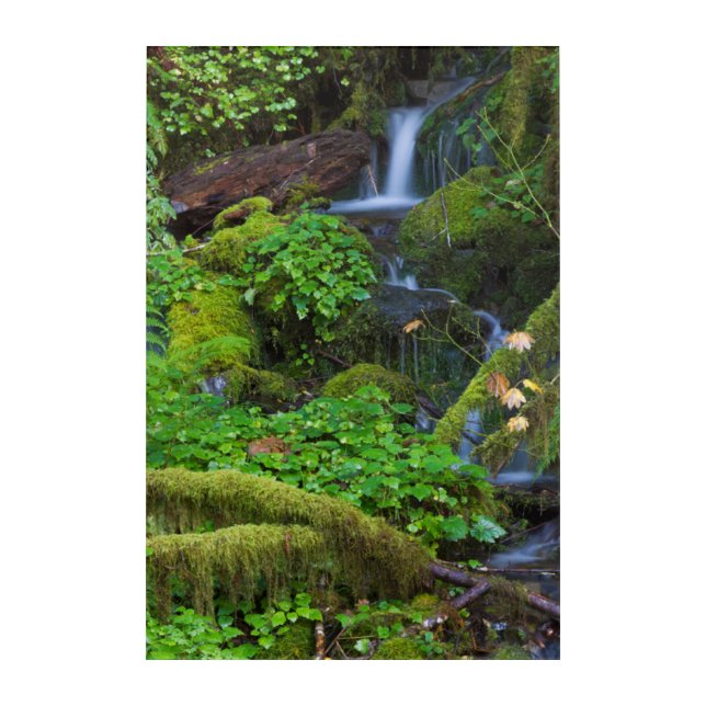 Autumn Rainforest | Olympic National Park Acrylic Print (Front)