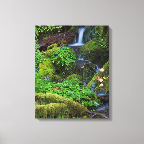 Autumn Rainforest  Olympic National Park Canvas Print