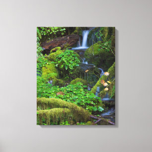 Autumn Rainforest Olympic National Park Canvas Print