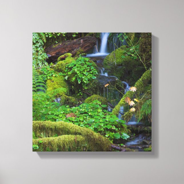 Autumn Rainforest | Olympic National Park Canvas Print (Front)