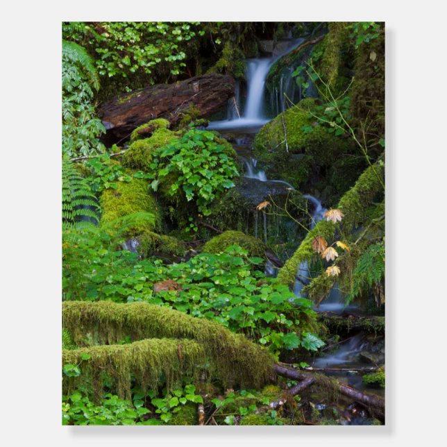 Autumn Rainforest | Olympic National Park Foam Board (Front)