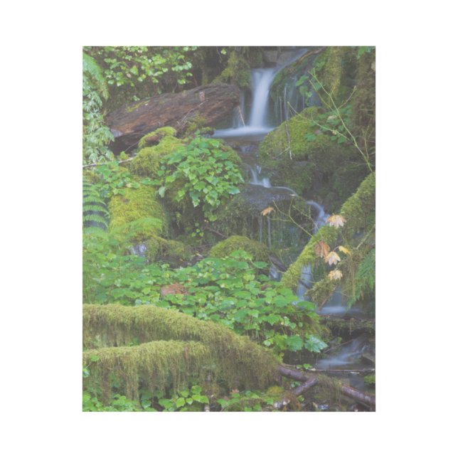 Autumn Rainforest | Olympic National Park Gallery Wrap (Front)