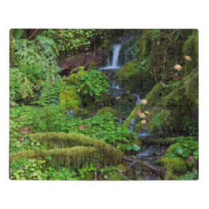 Autumn Rainforest Olympic National Park Jigsaw Puzzle