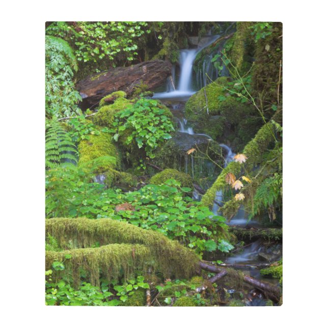 Autumn Rainforest | Olympic National Park Metal Print (Front)