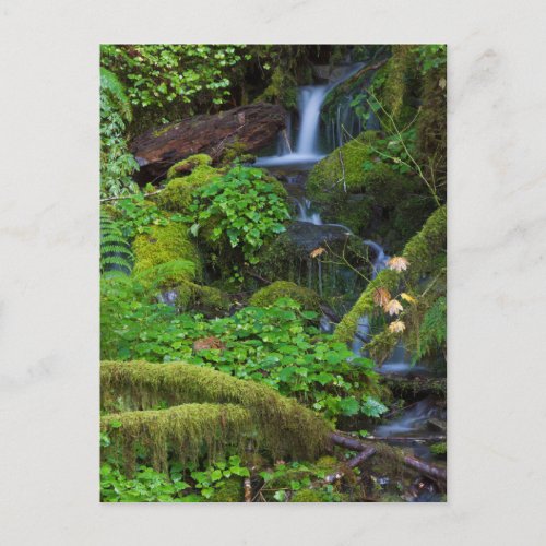Autumn Rainforest  Olympic National Park Postcard