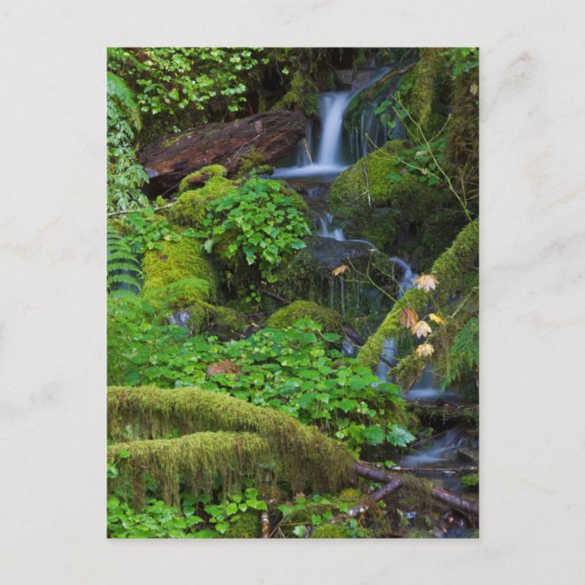 Autumn Rainforest | Olympic National Park Postcard (Front)