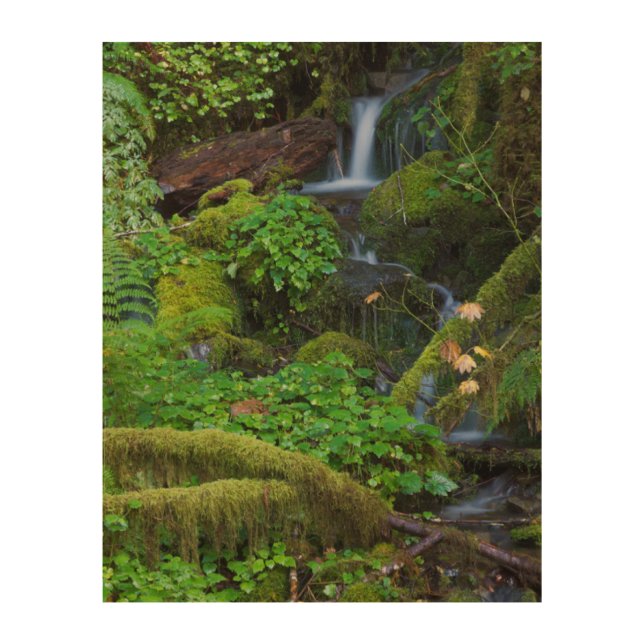 Autumn Rainforest | Olympic National Park Wood Wall Art (Front)