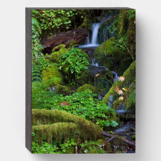 Autumn Rainforest | Olympic National Park Wooden Box Sign (Front Vertical)
