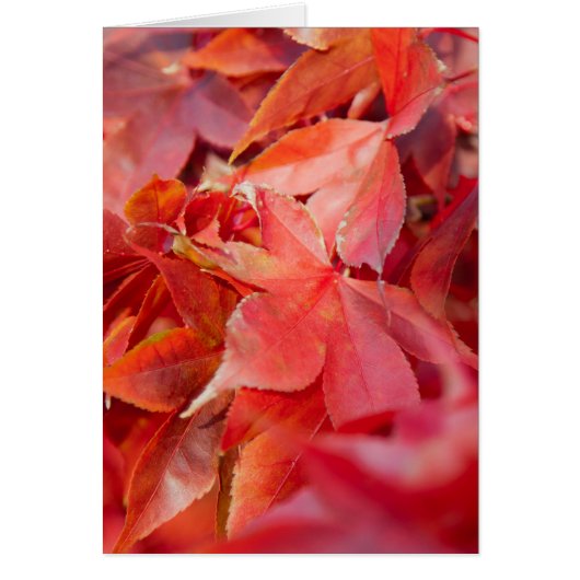 Autumn Red Maple Leaves (Front)