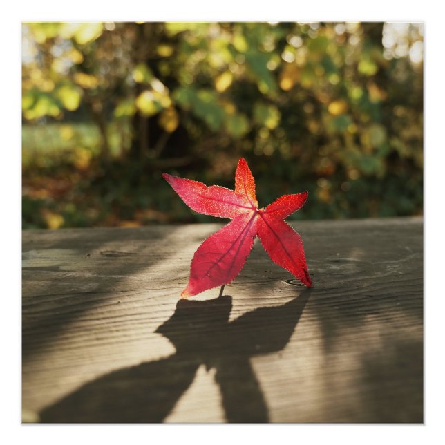 Autumn Red Purple Leaf sunshine Poster (Front)