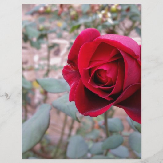 Autumn red rose (Front)