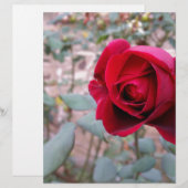 Autumn red rose (Front/Back)