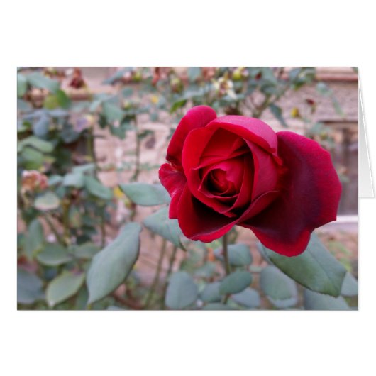 Autumn red rose cards (Front Horizontal)