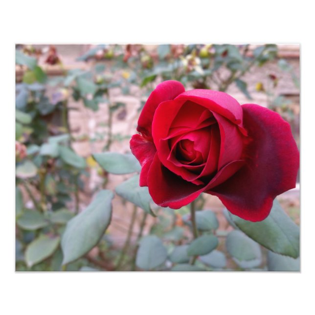 Autumn red rose photo print (Front)