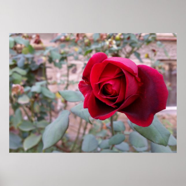 Autumn red rose poster (Front)