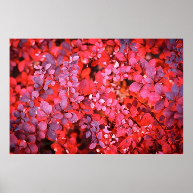 Autumn red violet vibrant bush foliage background poster (Front)