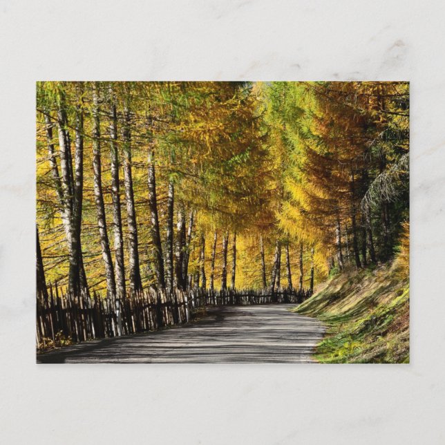 Autumn road postcard (Front)