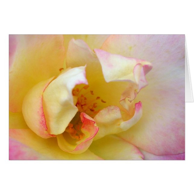 Autumn Rose Cards (Front Horizontal)