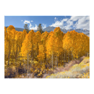 Autumn Scene Photo Print