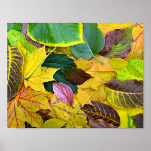 autumn season tree leaf texture pattern background poster