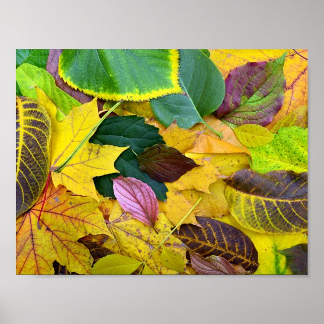 autumn season tree leaf texture pattern background poster (Front)