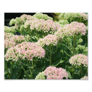 Autumn Sedum Petals 10x8 Close Up Flower Photo Print