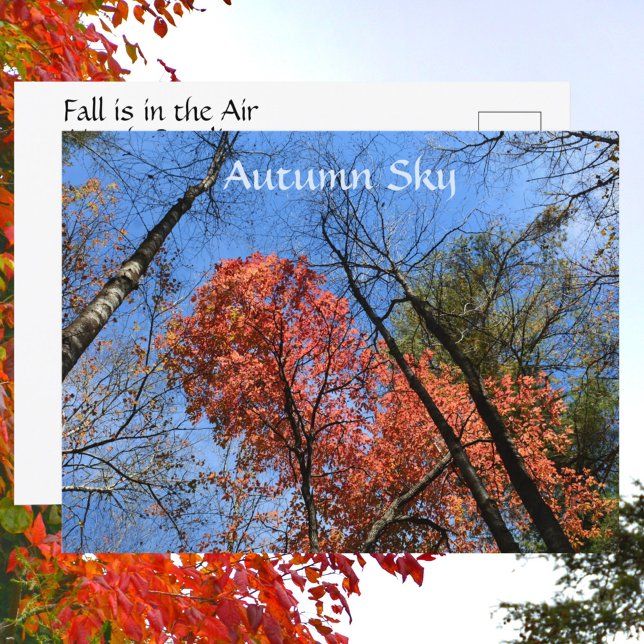 Autumn Sky Colorful Autumn Trees Photographic Postcard (Creator Uploaded)