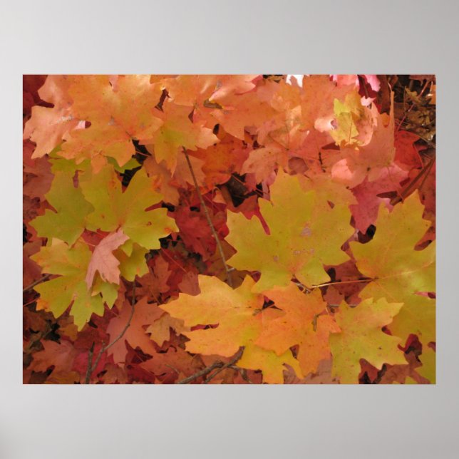 Autumn Splendor (1) Poster (Front)