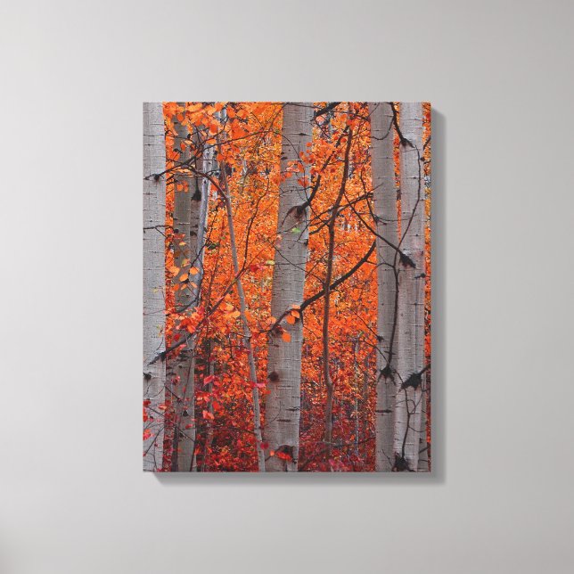 Autumn Splendor Canvas Print (Front)