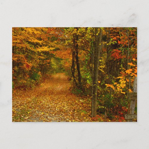 Autumn Splendor in New England Postcard