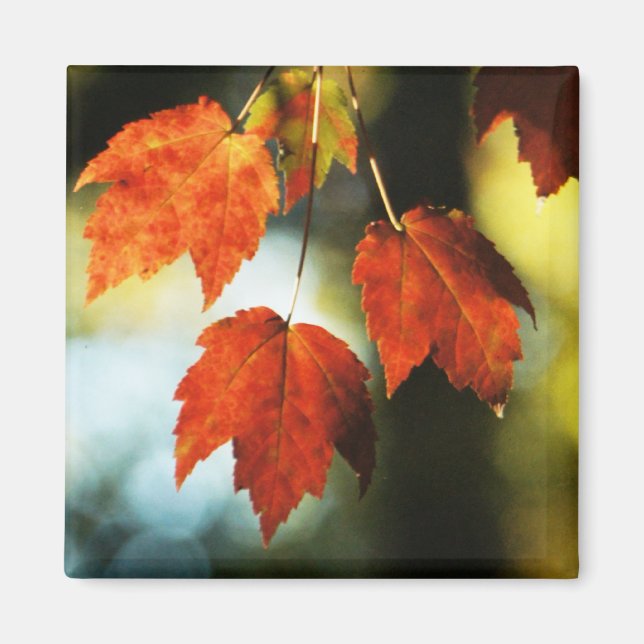 Autumn Splendor Magnet (Front)