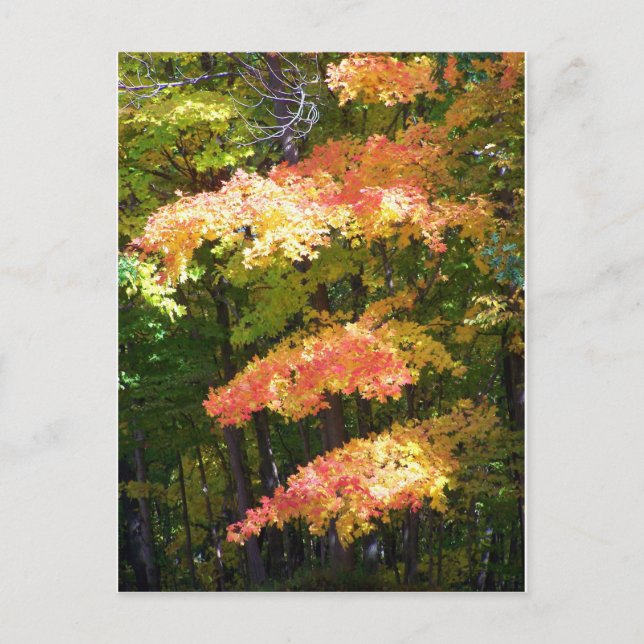 autumn splendor postcard (Front)