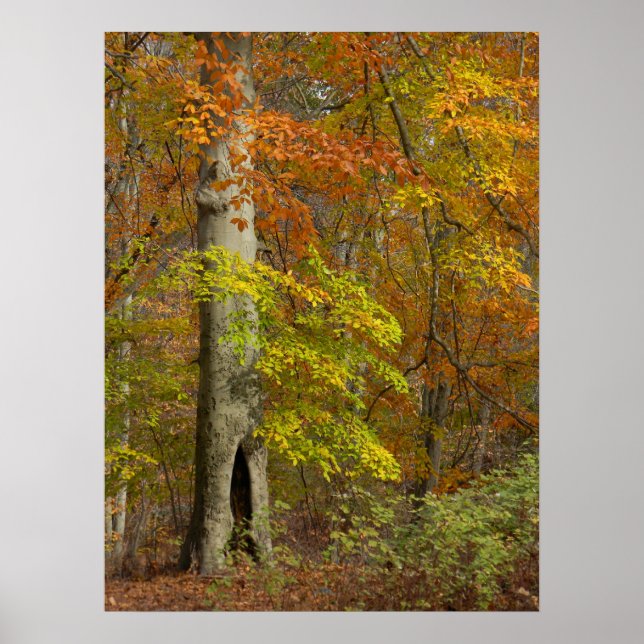 Autumn Splendor Poster (Front)