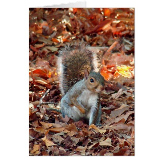 Autumn Squirrel Cards (Front)