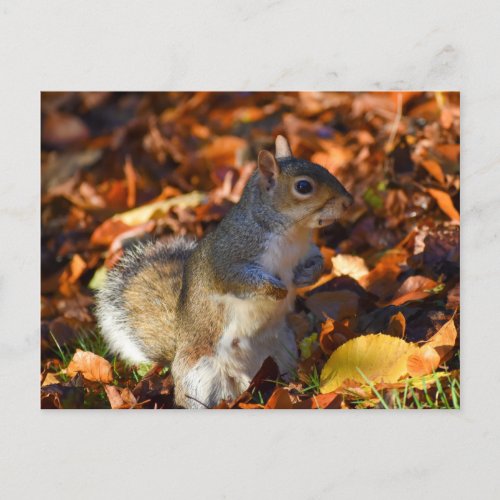 Autumn Squirrel  Postcard