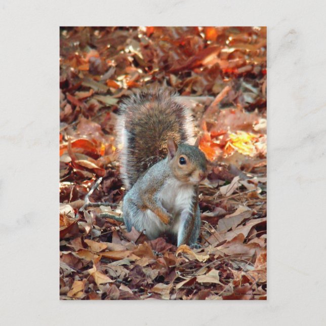 Autumn Squirrel Postcard (Front)